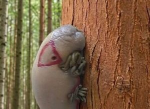 HT5. Two Unexpected Discoveries—One in the Forest, One in the City