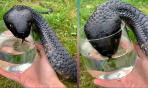 HT5. Wild Snake “Begged” Me For Some Water. When Animal Control Realizes Why, They Say, “You Got Lucky!”