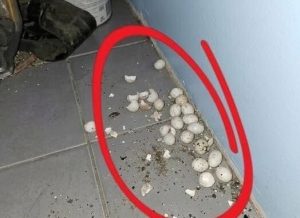 HT5. I went into the garage in the evening and found these eggs on the floor