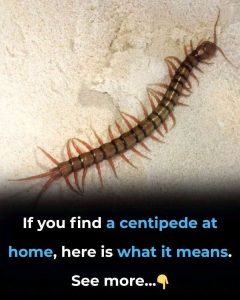 HT5. You Keep Finding These Fast Creepy Creatures in Your Home—What They’re Really Trying to Tell You Could Surprise You