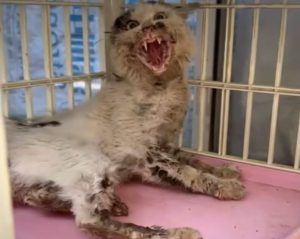 HT10. Owner Wanted to Return This Cat After One Day