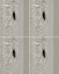 HT7. If you have found this insect in your home, it’s a sign that you need to…