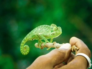 HT10. What Do Lizards in Your Home Symbolize? The Spiritual Meaning Explained