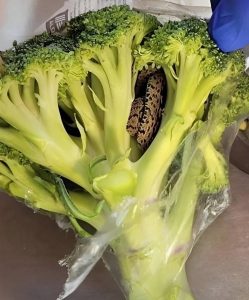 HT10. A surprising discovery in an Aldi bag of broccoli: a culinary adventure that changed everything….