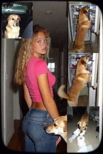 HT10. If your dog is sniffing your wife’s … it means she has…