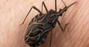 HT10. These bugs come out at nighttime, and attacking victims, they silently kill or leave them with a lifelong infection