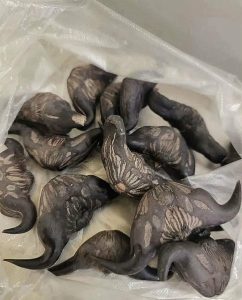 HT10. My neighbor gave me a bag of these.anyone know what they are? How do you eat them?