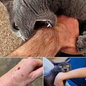 HT9. If the cat bites you, here’s what it really means