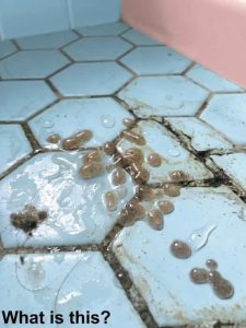 HT10. This morning, I walked into the bathroom and found this on the floor.