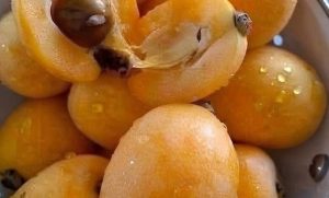 HT10. What Fruit Is This? Discover the Sweet and Flavorful Loquat – Story Of The Day!