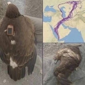 HT5. Scientists Tracked an Eagle for 20 Years—What They Learned