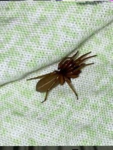 HT5. “The Red-Fanged Night Hunter: Meet the Spider That Hunts Without a Web”