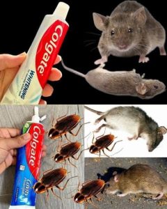 HT10. How to eliminate cockroaches and ants with the toothpaste trick…