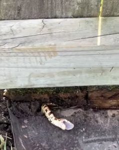 HT7. Why Every Snake Deserves Compassion: A Reminder to Think Before You Act