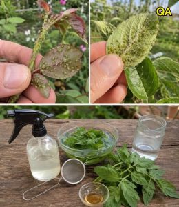 HT5. Natural Aphid Control: How to Make a Tomato Leaf Spray