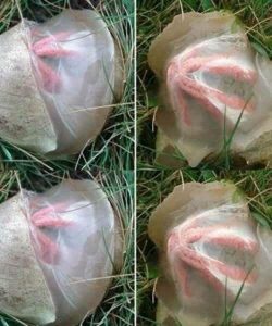 HT5. The Strange Discovery in My Garden That Taught Me an Unexpected Lesson
