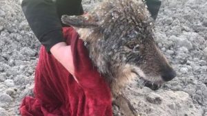 HT5. Three Workers rescue a Wild Wolf struggling in the icy Waters!
