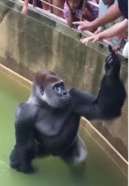 HT5. Inside the Debate: What Really Happened in Harambe’s Last Moments at the Cincinnati Zoo