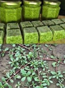 HT9. Never step on this weed; it’s considered a ‘gold mine’ in the garden