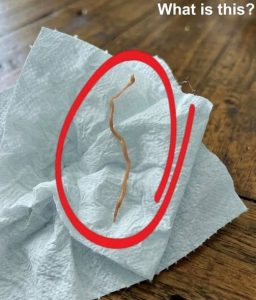 HT5. I FOUND A WRITHING PARASITE IN MY DINNER AND ALMOST VOMITED UNTIL I LOOKED CLOSER