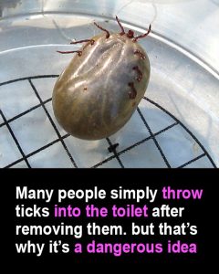 HT5. Found a Tick on Your Skin or Pet? Here’s How to Remove It Safely and Get Rid of It for Good.