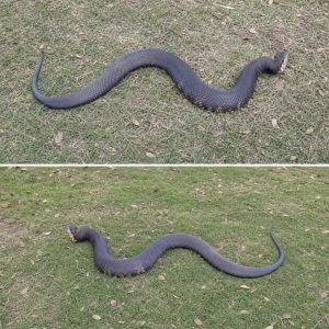 HT10. An Unexpected Encounter With a Copperhead Changes a Day in the Woods