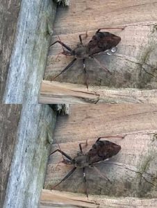 HT10. Understanding Assassin Bug Bites and Distinguishing Them From Disease-Carrying Triatomine Insects