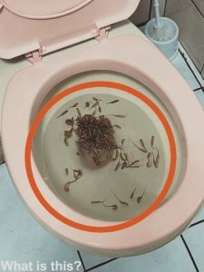HT10. I Checked My Bathroom After the Storm and Froze When I Saw What Was in the Toilet