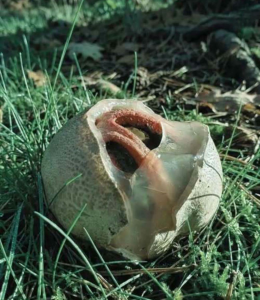 HT5. What Is It and Why Is It Called “Nature’s Most Terrifying Things”?