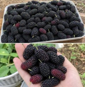 HT10. Think These Are Blackberries Take a Closer Look at These Tiny Black Fruits