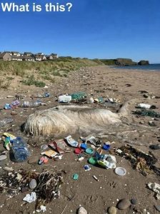 HT10. I Thought This Strange Creature on the Beach Was From Another World—Then I Learned the Terrifying Truth