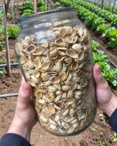 HT10. Reusing Pistachio Shells: How to Turn Them Into Powder and Use It in Your Garden