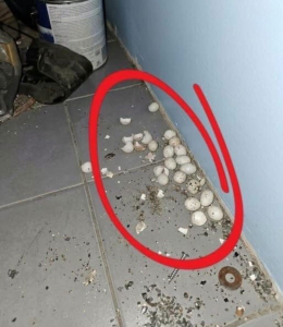 HT9. I went into the garage in the evening and found these eggs on the floor