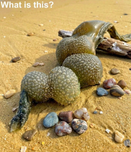 HT10. I was walking on the beach with my dog when he suddenly discovered this