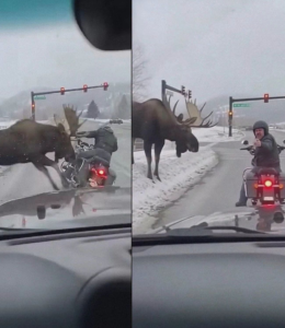 HT9. The unexpected moment of nature intervening in the road rage, when a moose appears…