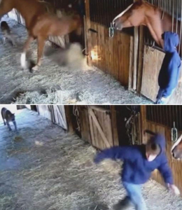 HT9. A brave horse rushed out to save a boy from a mountain lion attack, becoming