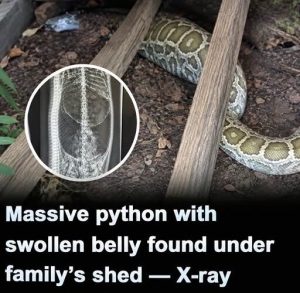 HT9. Search Results for “Massive Python With Swollen Belly Found Under Family’s Shed — X-Ray Reveals Its Last Meal”