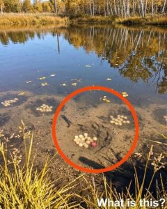 HT10. There is an artificial lake in our village