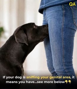 HT5. If your dog is sniffing your crotch, here’s what it means…