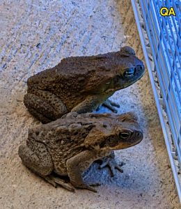 HT5. Did you know that toads come to your house when…See below
