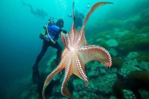 ST5. When an Octopus Climbed Onto a Swimmer: The Science Behind a Strange Ocean Encounter