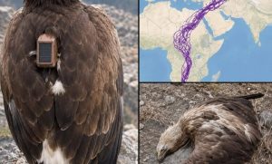 HT5. For 20 years, an eagle equipped with GPS puzzled scientists: reco….See below