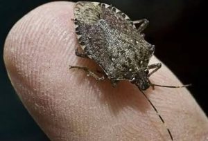 HT10. This Simple DIY Trick Can Help Keep Stink Bugs Out of Your Home