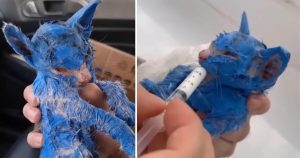 HT5. They Painted This Kitten Blue and Left Her in the Rain: Her Rescue Will Break and Heal You