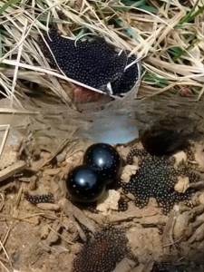 HT5. Found Tiny Eggs in Your Yard? Here’s What They Could Mean for Your Health and Home!!