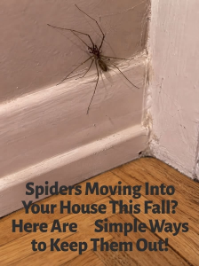 HT5. Discover These Simple Home Tricks That Could Help Make Your Space Less Appealing To Spiders… See more