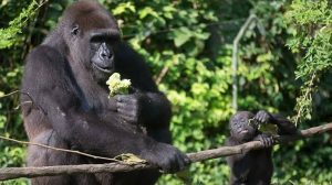 ST13. Gorilla Encounters at Zoos: Understanding Wildlife, Safety, and Human Curiosity