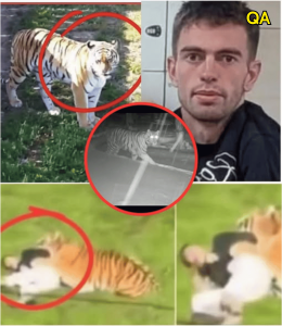 HT5. CCTV CAPTURES BIZARRE TIGER BEHAVIOR AFTER DEADLY YORKSHIRE WILDLIFE PARK TRAGEDY!
